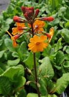 Primula  'Orange Flame'